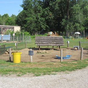 Sulcata Tortoise Exhibit