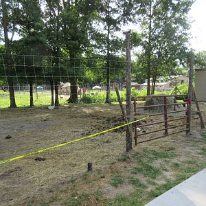 Plains Bison/Domestic Cow Exhibit (with yellow police tape)