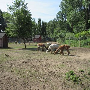 Alpaca Exhibit