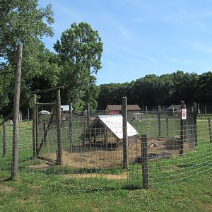 African Crested Porcupine Exhibit