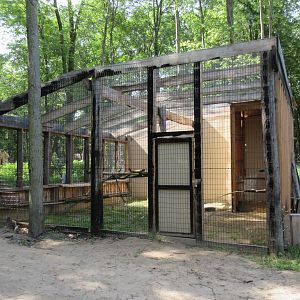 Bald Eagle Exhibit - Side View