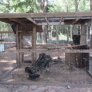 Red-tailed Hawk Exhibit