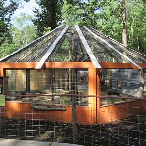 Pig-tailed Macaque Exhibit