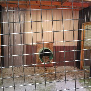 Rhesus Macaque Exhibit (the entire exhibit!)