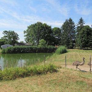 Emu/Black Swan Exhibit