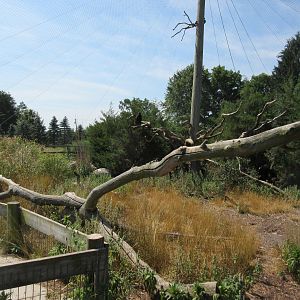Black Vulture/Wild Turkey Aviary