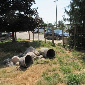 Reeves' Muntjac Exhibit
