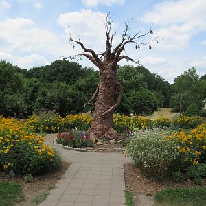 An interesting tree!