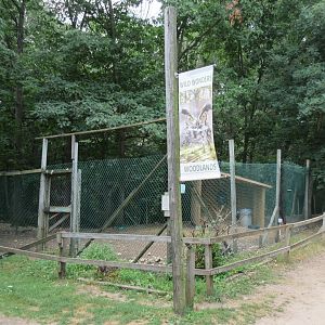 White-tailed Deer Exhibit