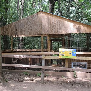 American Crow Exhibit