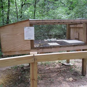 Domestic Rabbit Exhibit
