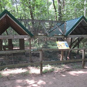 North American Porcupine Exhibit