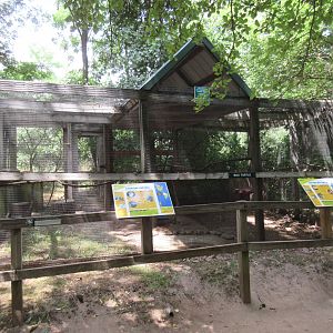 American Kestrel Exhibit