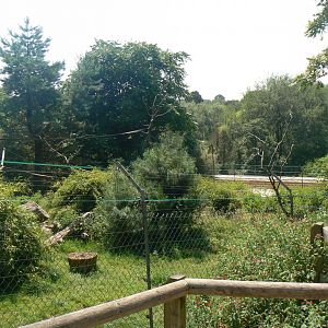 Brown Spider Monkey Enclosure - 6 July 2018