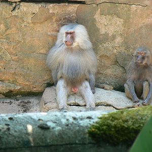 Hamadryas Baboon - 6 July 2018