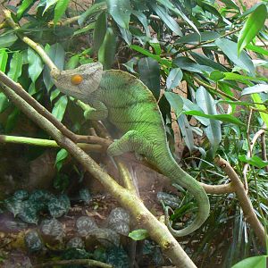 Parson's Chameleon - 6 July 2018