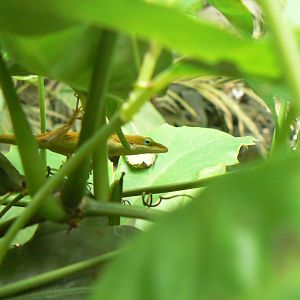 Green Anole - 10 July 2018, at the Eden Project