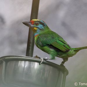 Black-browed Barbet (Psilopogon oorti), July 2018