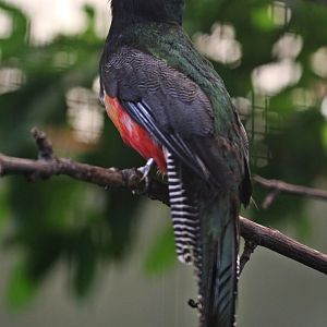 Collared Trogon (Trogon collaris), male, July 2018