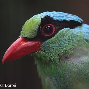 Short-tailed Green Magpie (Cissa thalassina thalassina), July 2018