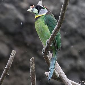 Fire-tufted Barbet (Psilopogon pyrolophus), July 2018