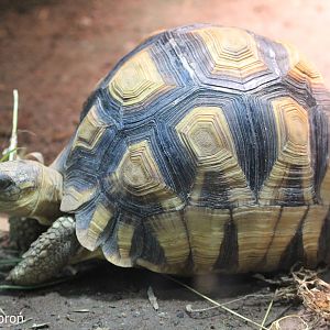 Ploughshare Tortoise (Astrochelys yniphora), July 2018