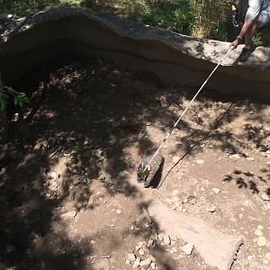 Badger Training in Old Exhibit