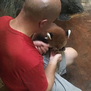Keeper Feeding Red Panda