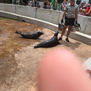 2016 Harbor Seal Session + Esser's Finger Reveal