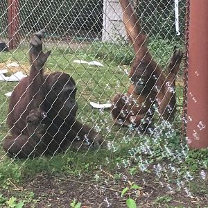 2016 | Datu and Kawan + Bubbles