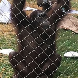 Datu + Bubbles | Henry Vilas Zoo