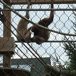 Richie and Moe | Henry Vilas Zoo