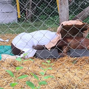 Datu and Kawan Playing | Henry Vilas Zoo