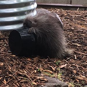 2016 | Baby Flora | Henry Vilas Zoo