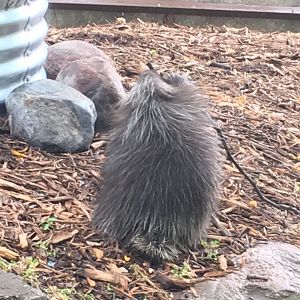 2016 | Baby Flora | Henry Vilas Zoo