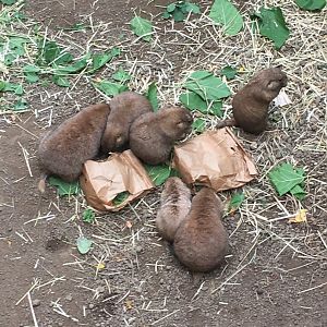 2016 | Prairie Dog Enrichment