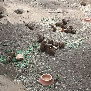 2016 | Prairie Dog Enrichment