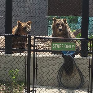 Ash and Lexi | Henry Vilas Zoo
