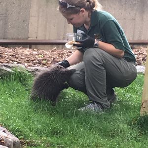2016 | Baby Flora | Henry Vilas Zoo