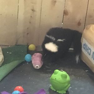 2016 | Skunk Enrichment | Henry Vilas Zoo