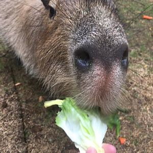 Feeding Capybara | Henry Vilas Zoo