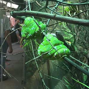 Old 2017 Emerald Tree Boa Exhibit | Henry Vilas Zoo