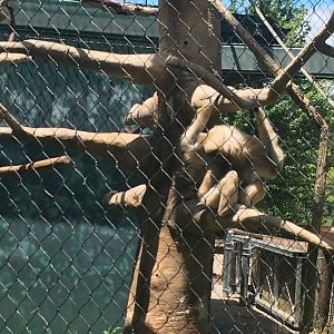 Moe | Henry Vilas Zoo