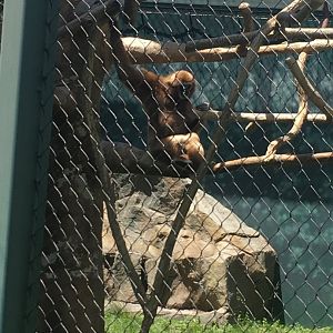 Richie | Henry Vilas Zoo