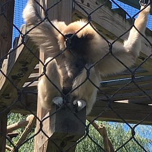 Moe | Henry Vilas Zoo