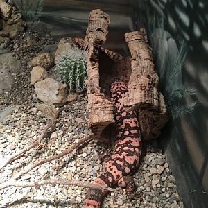 Gila Monster | Henry Vilas Zoo