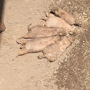 Prairie Dogs | Henry Vilas Zoo