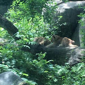Ansel and Amboseli in 2017 | Henry Vilas Zoo