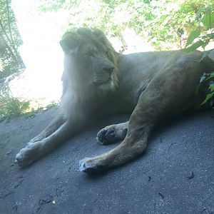 Pelo | Henry Vilas Zoo