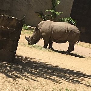 Harmon | Henry Vilas Zoo